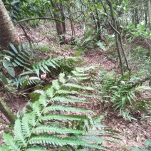 狗脊（中草药、野生、根）