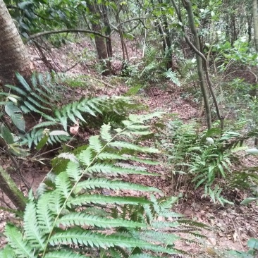 狗脊（中草药、野生、根）