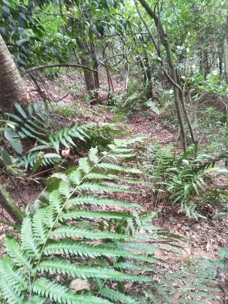 狗脊（中草药、野生、根）