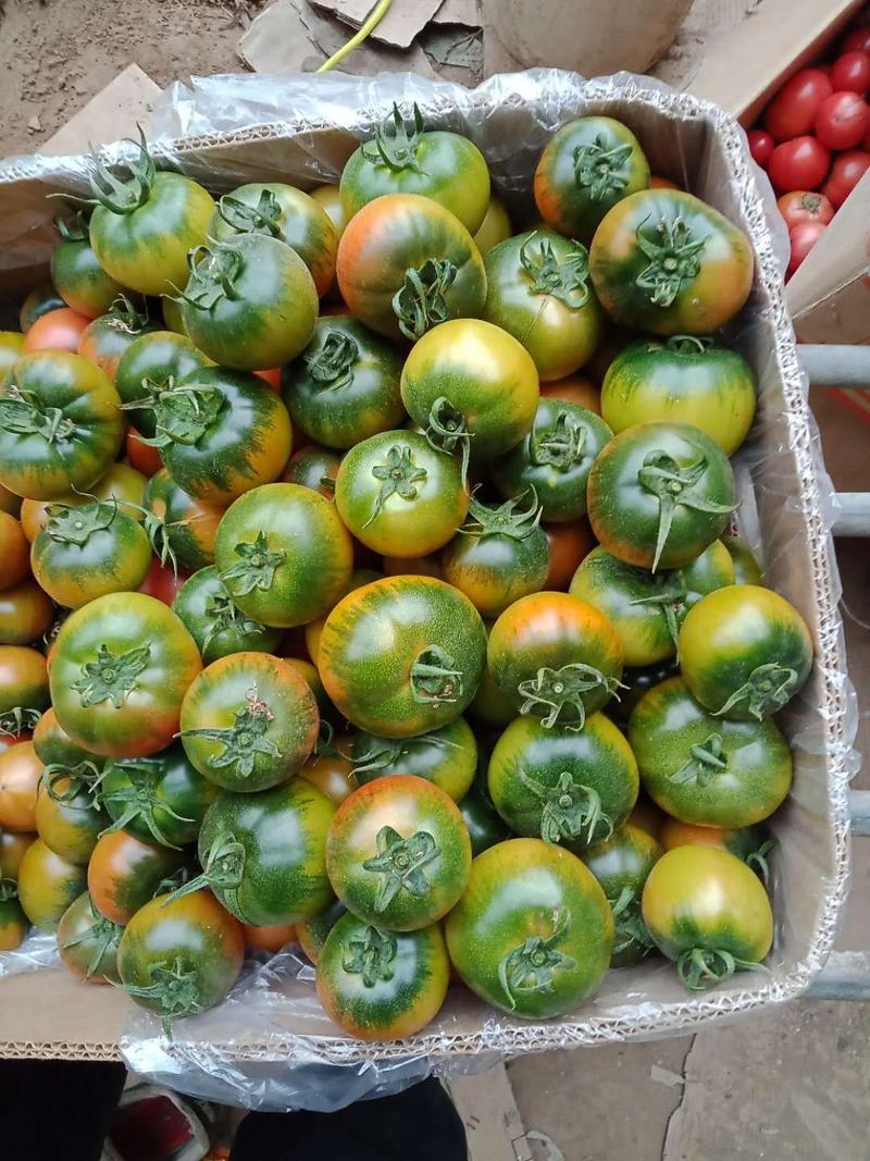 西红柿铁皮柿子铁皮西红柿大量上市保质保量量大从优欢迎选购