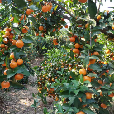 广西砂糖橘