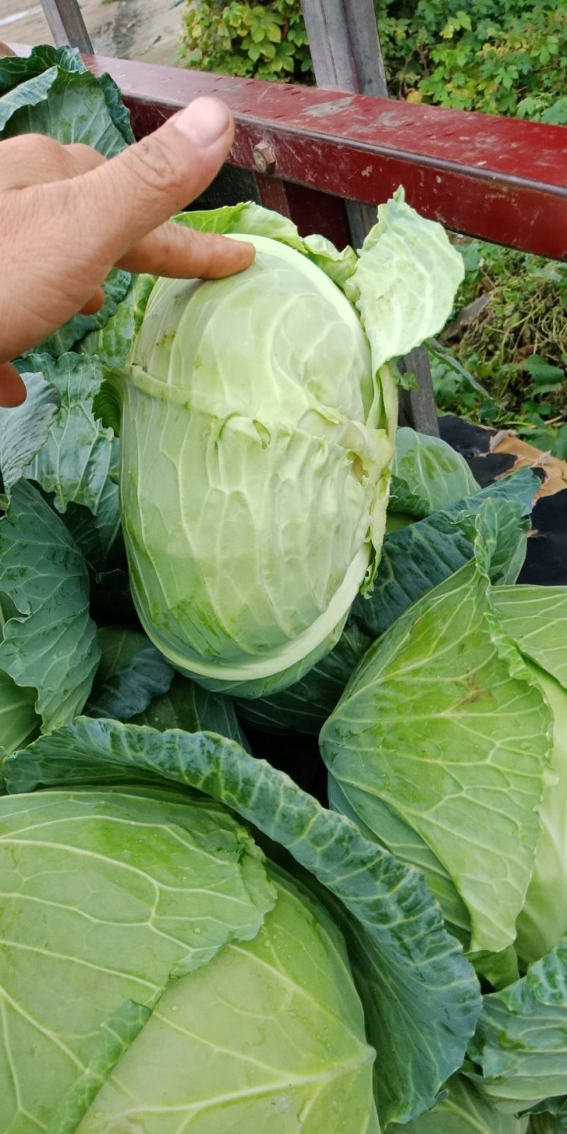 奥奇娜扁包菜颜色绿产地直发耐运输批发商采购商