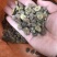 马甲子种子马甲子树种籽