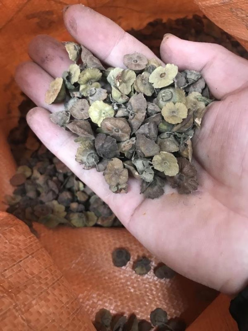 马甲子种子马甲子树种籽