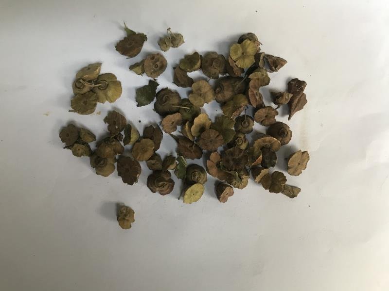 马甲子种子马甲子树种籽