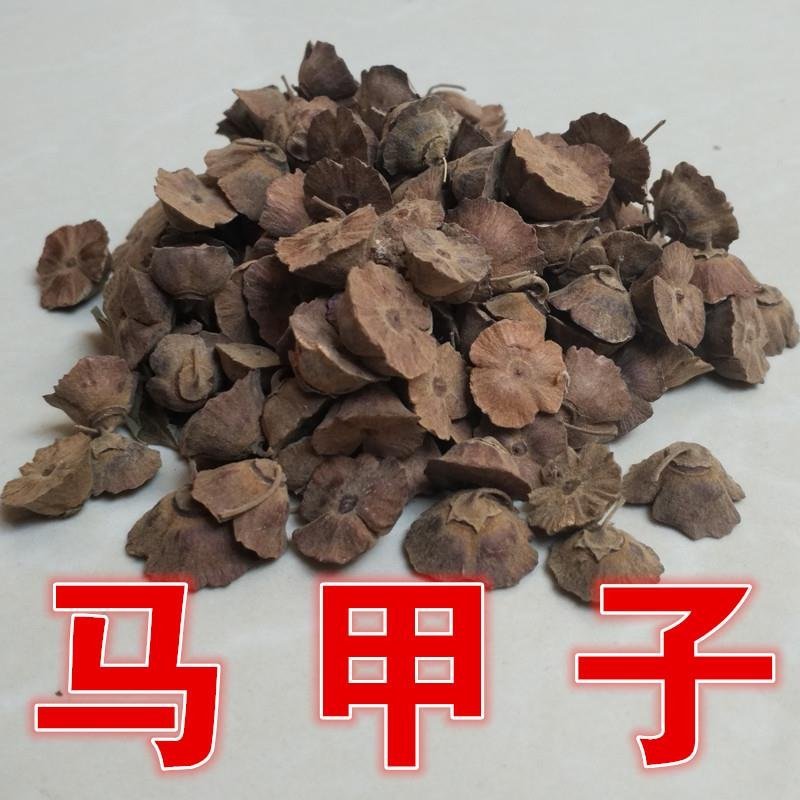 马甲子种子马甲子树种籽