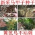 马甲子种子马甲子树种籽