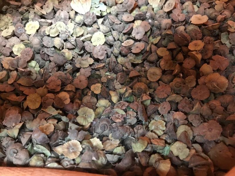马甲子种子马甲子树种籽