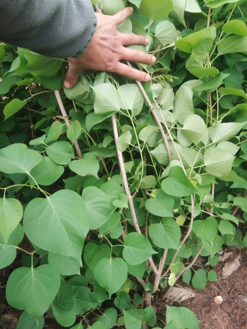 丁香，丁香球，丁香小苗，绿篱色块苗，紫丁香，白丁香，