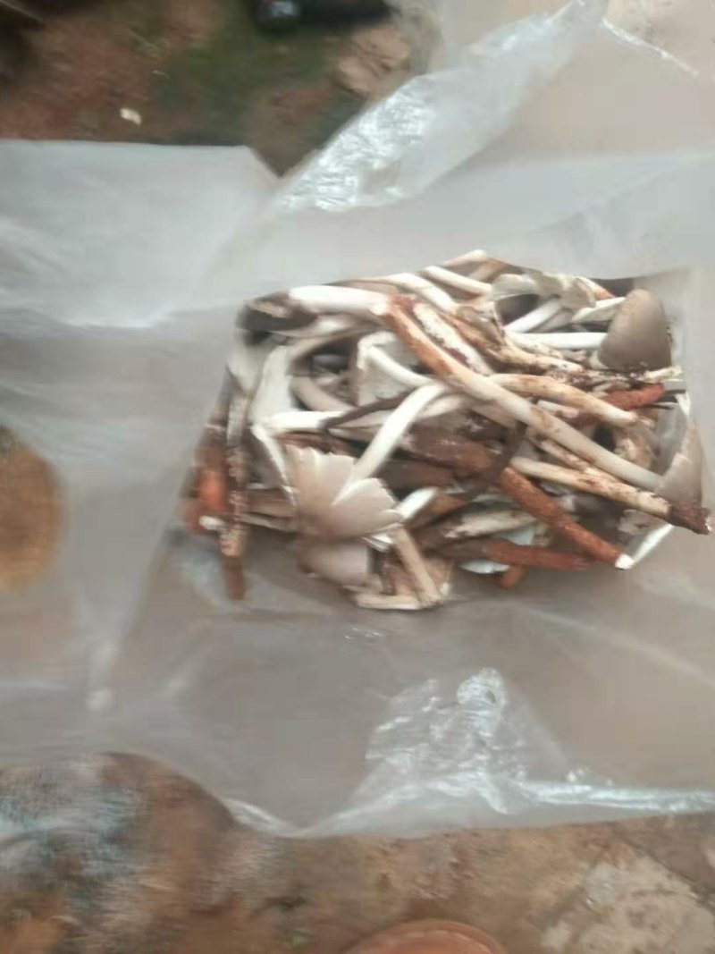 野生菌鸡枞菌，新鲜货，支持快递，偏远地方先咨询在下单！