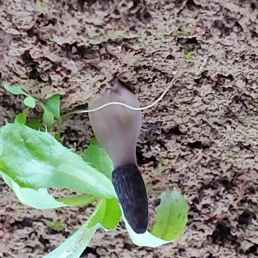 羊肚菌