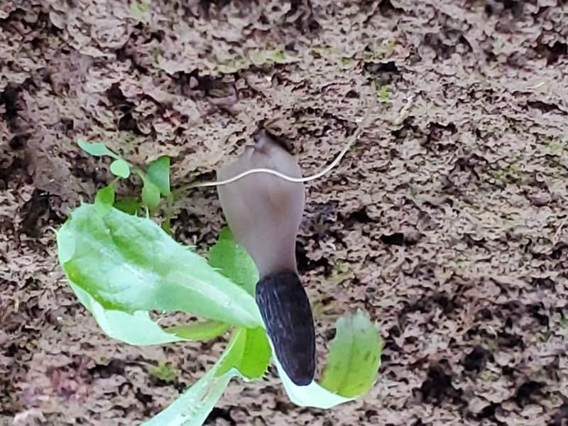 羊肚菌
