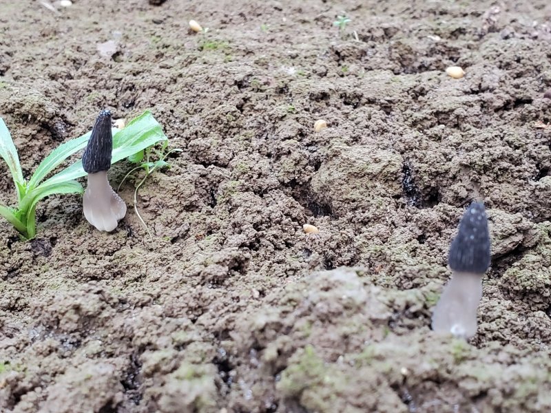 羊肚菌