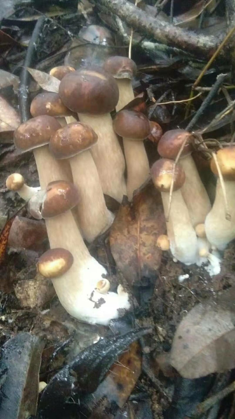 野生菌牛肝菌（美味牛肝、山乌茸、蘑菇），6月份上市。