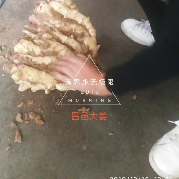 生姜昌邑大姜种植技术方案高品质原产地发货