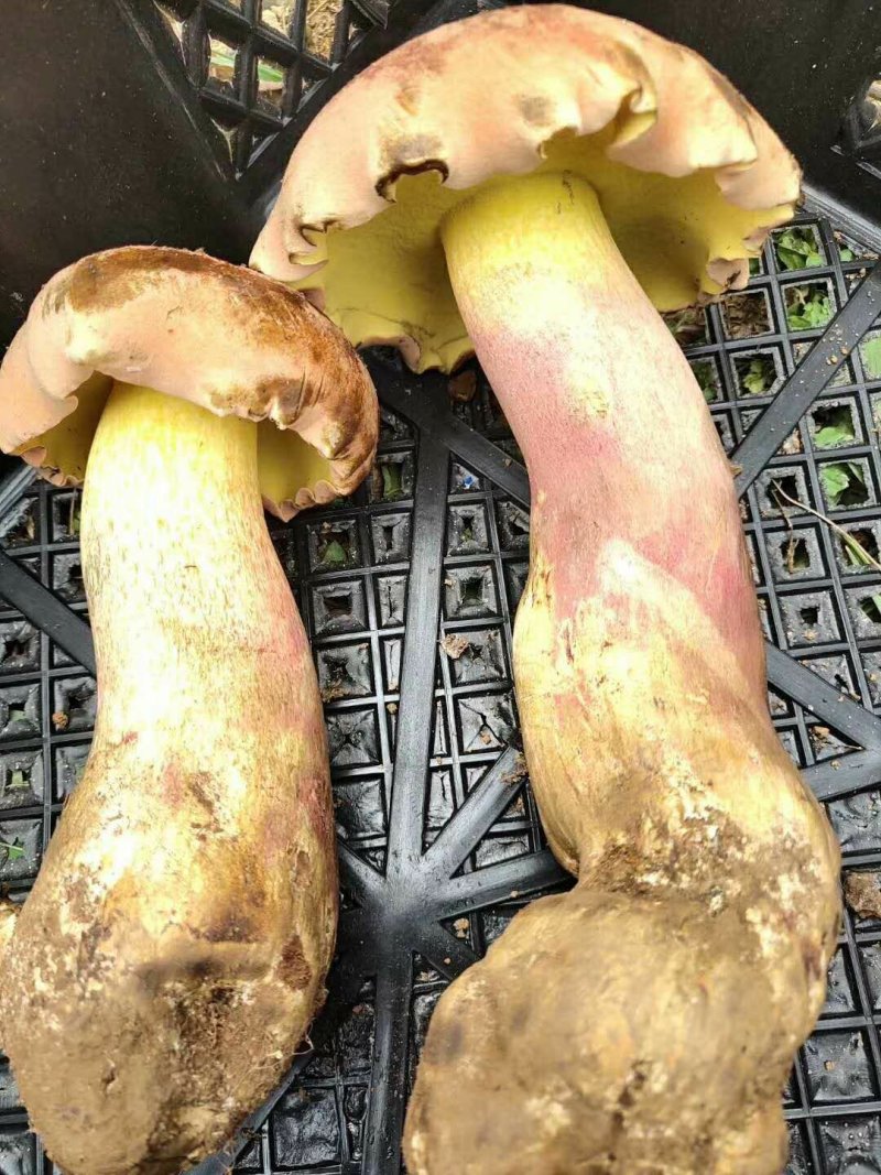 野生菌牛肝菌（红聪），也叫见手青，是云南特有的一种菌子。