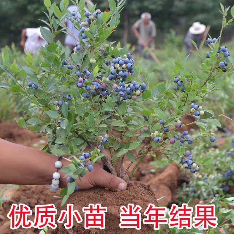 蓝莓苗果树树苗盆栽地栽特大蓝莓树带果南方北方四季种植当年