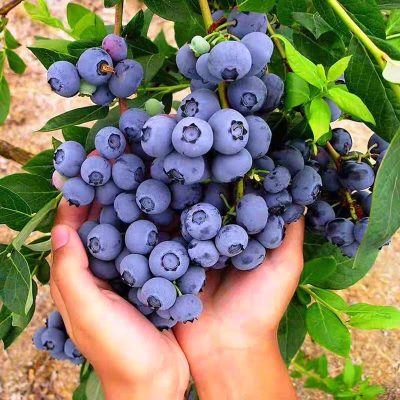 蓝莓苗果树树苗盆栽地栽特大蓝莓树带果南方北方四季种植当年