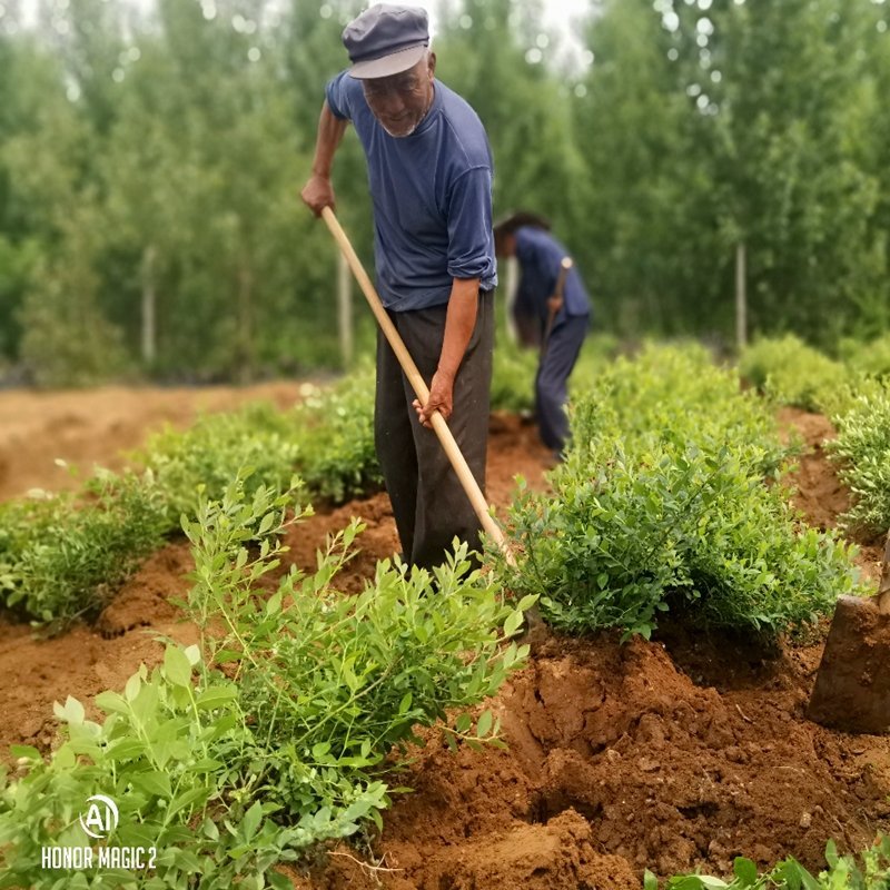 蓝莓苗果树树苗盆栽地栽特大蓝莓树带果南方北方四季种植当年