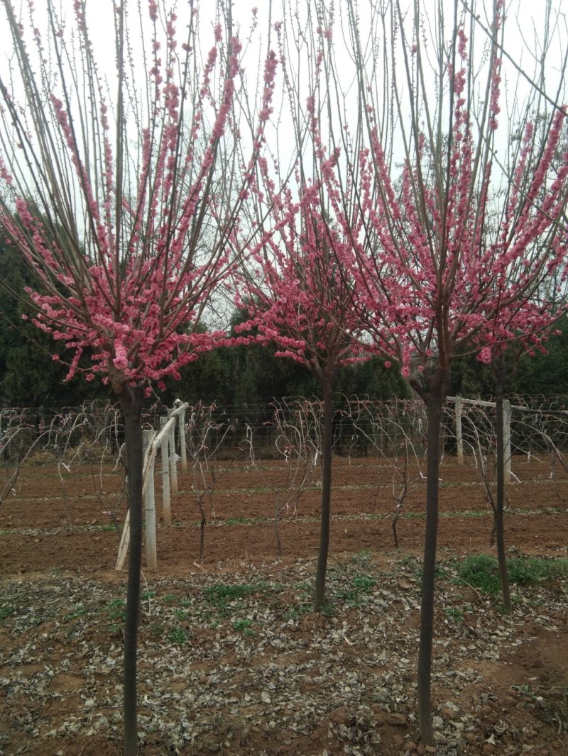 梅花，红梅，杏梅，谷里红，梅花行道树，庭院花园必备，