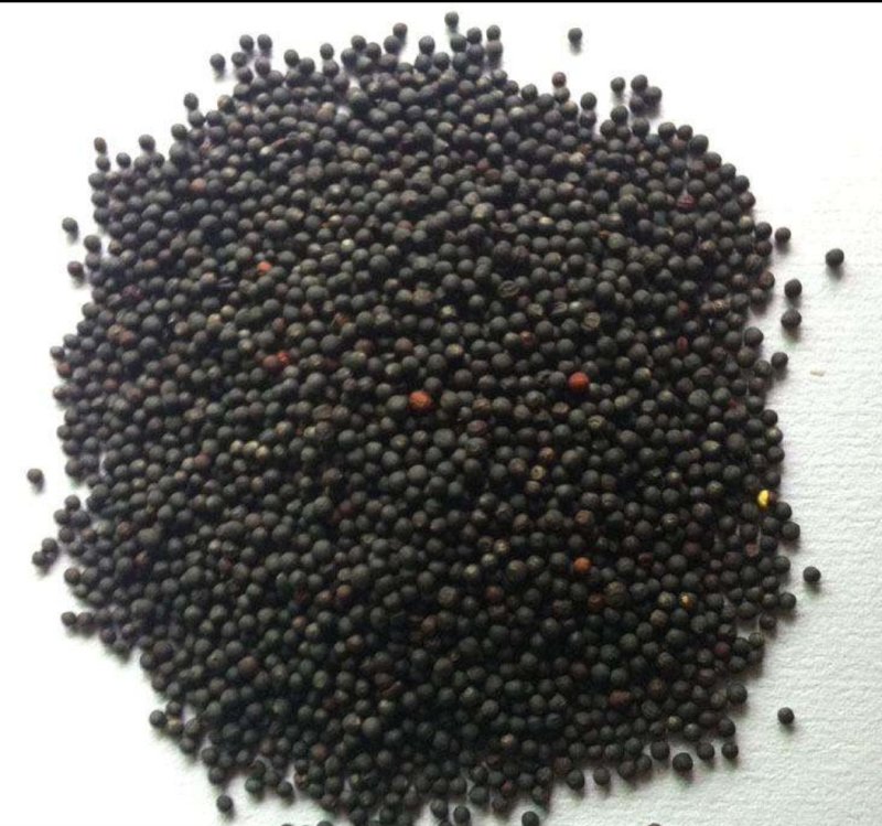 进口高粱，国内东北粮，