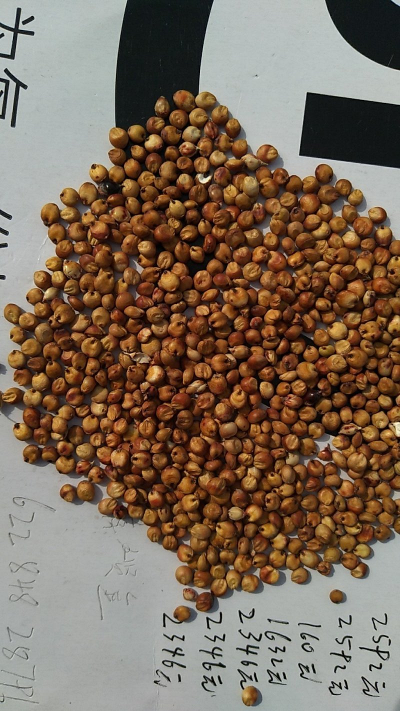 进口高粱，国内东北粮，