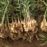 生姜昌邑大姜种植技术方案高品质原产地发货