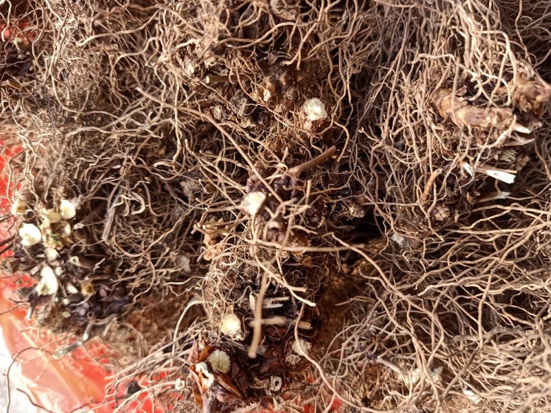 淫洋霍(全草类，茎叶类，根类，大叶子，细叶子类)