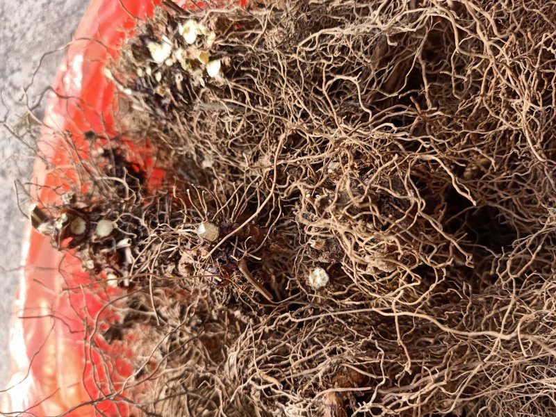 淫洋霍(全草类，茎叶类，根类，大叶子，细叶子类)