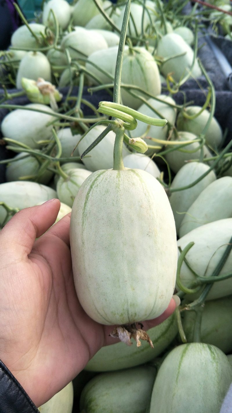 博洋甜瓜绿宝玉菇博洋九号