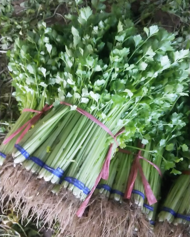 山芹，香芹货好价低，诚信经营
