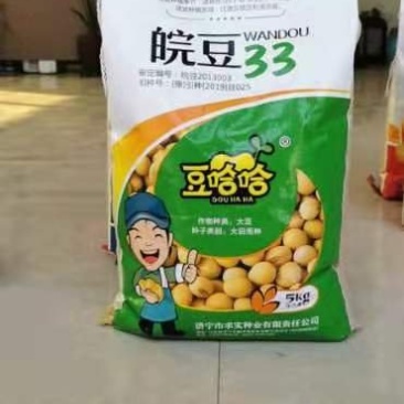 大豆种子
