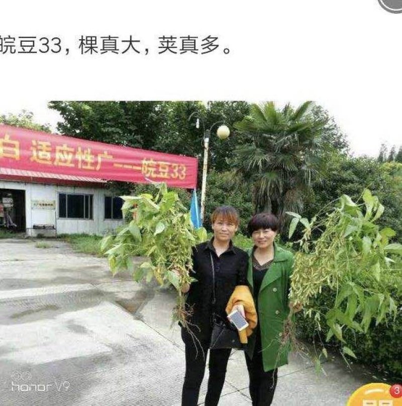 大豆种子