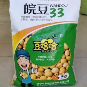 黄豆种子