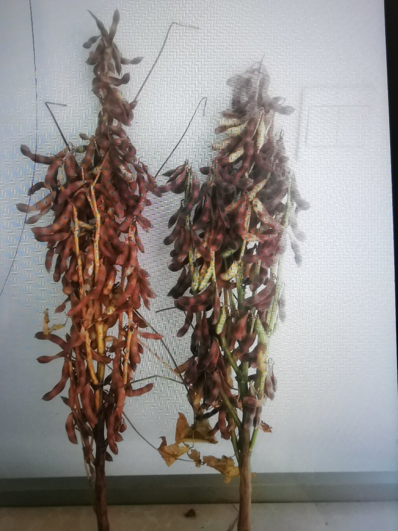 粮油种子黄豆种子