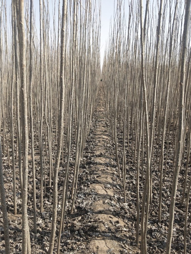 大量出售杨树苗107
