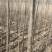 大量出售杨树苗107