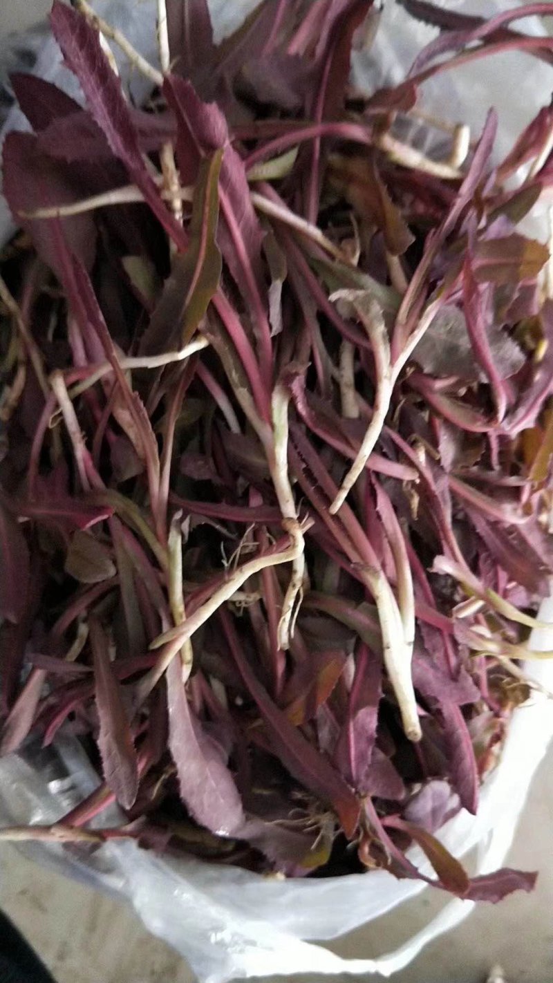 曲麻菜（苣荬菜）