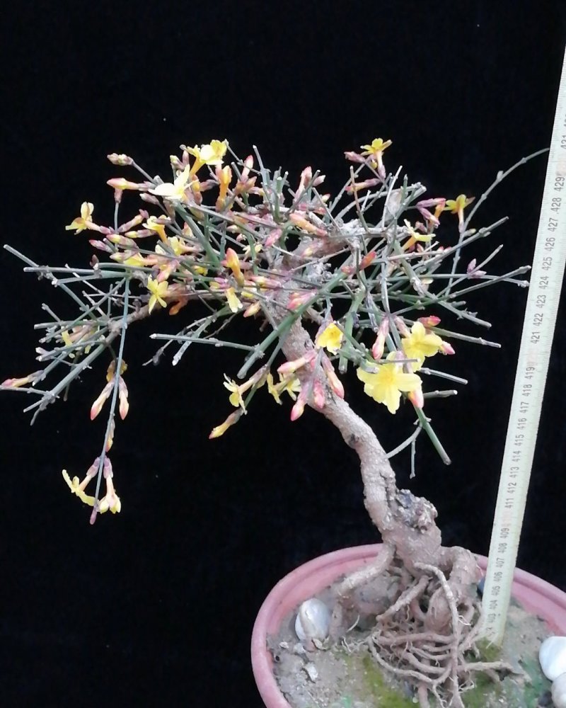 迎春花苗迎春花盆景。迎春花大型垂吊爬藤植物。