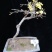 迎春花苗迎春花盆景。迎春花大型垂吊爬藤植物。