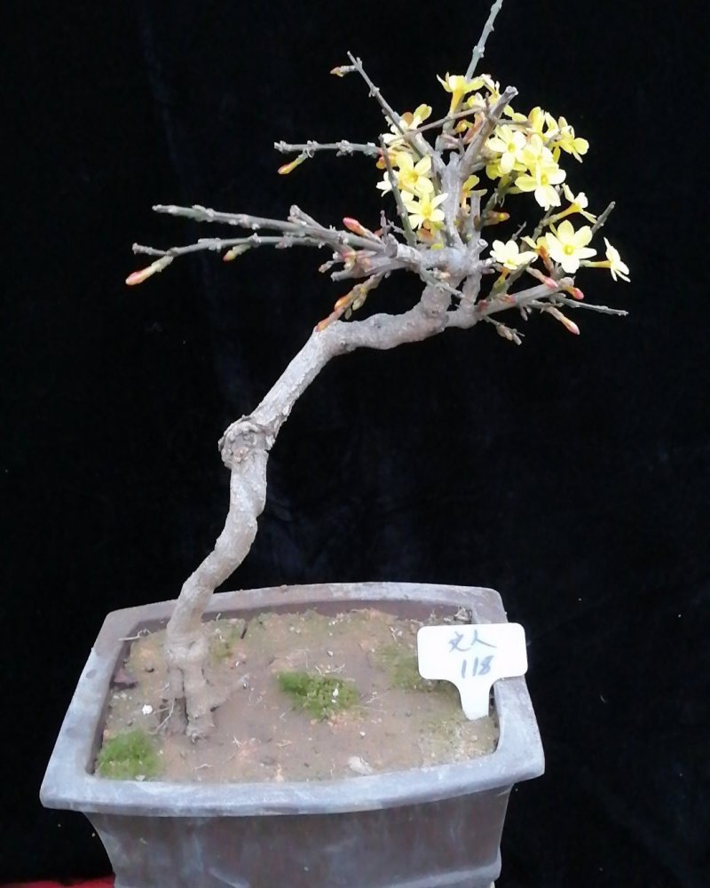 迎春花苗迎春花盆景。迎春花大型垂吊爬藤植物。