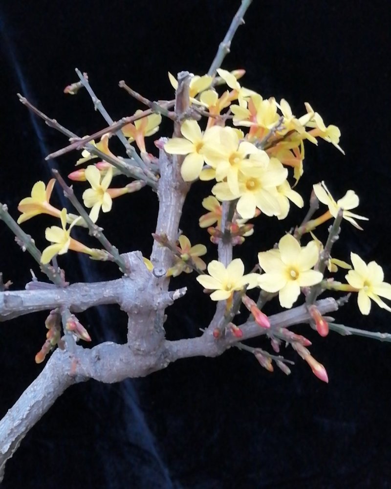 迎春花苗迎春花盆景。迎春花大型垂吊爬藤植物。