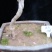 迎春花苗迎春花盆景。迎春花大型垂吊爬藤植物。