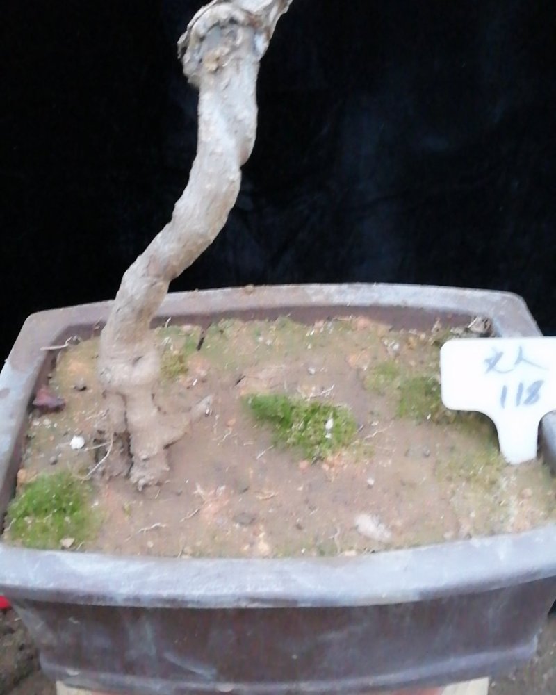 迎春花苗迎春花盆景。迎春花大型垂吊爬藤植物。