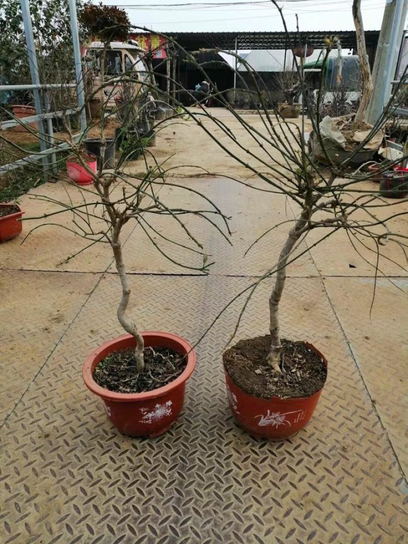 迎春花苗迎春花盆景。迎春花大型垂吊爬藤植物。
