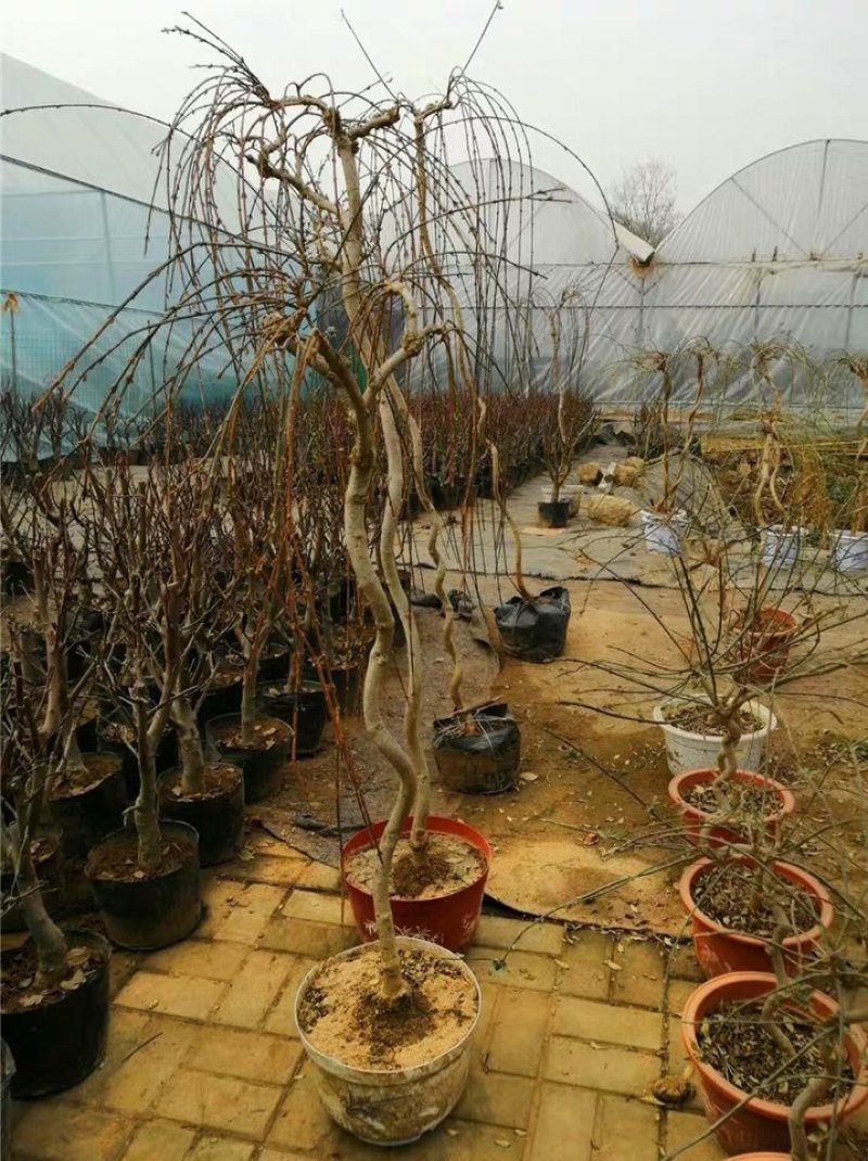 迎春花苗迎春花盆景。迎春花大型垂吊爬藤植物。