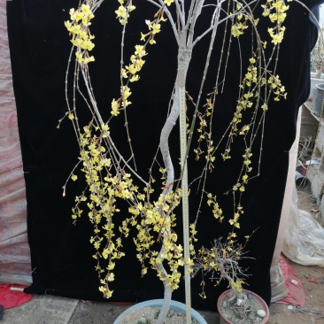 迎春花苗迎春花盆景。迎春花大型垂吊爬藤植物。