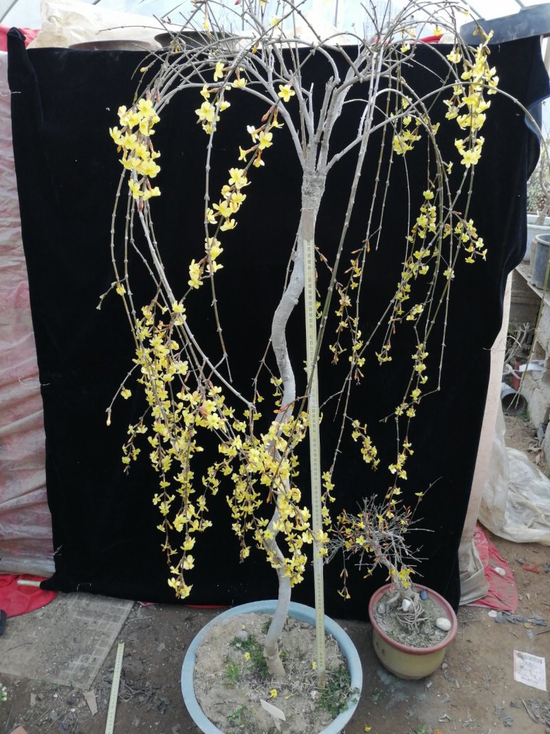 迎春花苗迎春花盆景。迎春花大型垂吊爬藤植物。