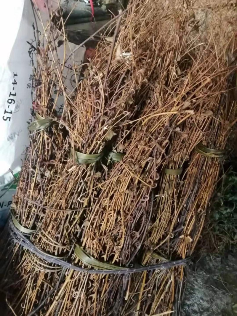钩藤