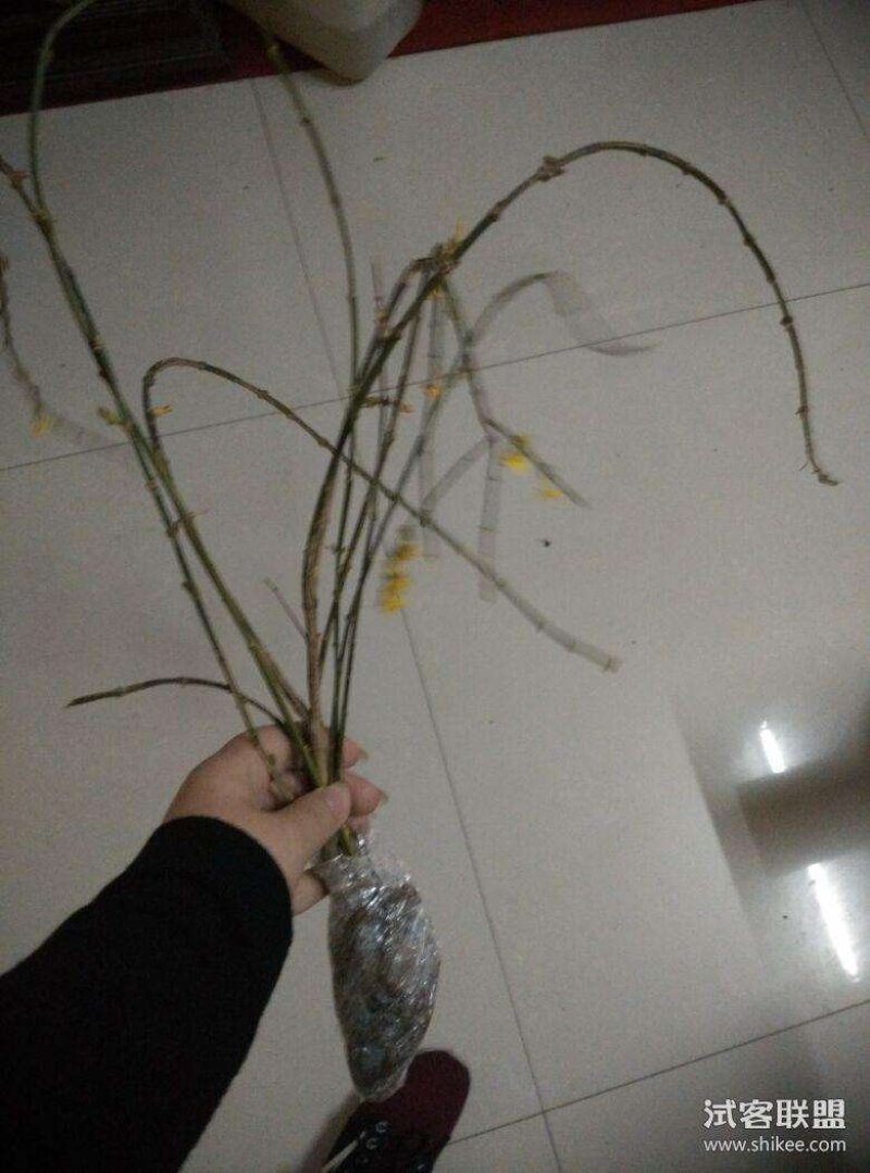 迎春花苗迎春花盆景。迎春花大型垂吊爬藤植物。
